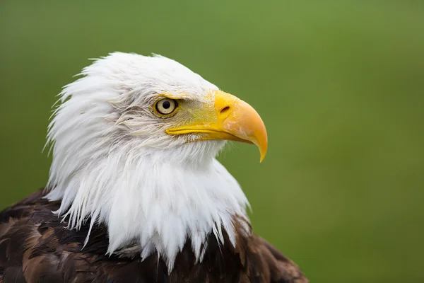 Eagle Profile Royalty Free Stock Photos