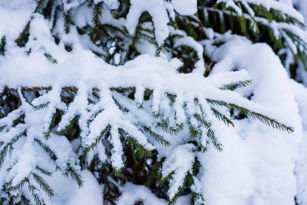 Tło Gałązek Jodły Śniegu Zimowy Wieczór Lesie — Zdjęcie stockowe