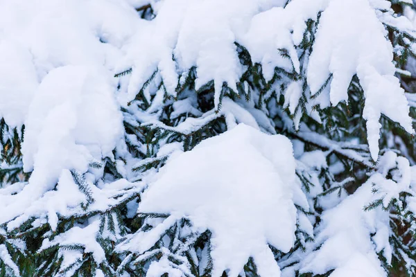 Фон Еловых Ветвей Снегу Зимний Вечер Лесу — стоковое фото