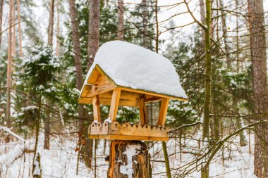 Tahta kuş besleyicisi kuru kütük üzerinde