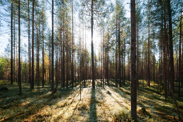 Rusya 'nın kuzeyinde yoğun bir orman. Kasvetli bir çam ormanı. Sonbahar günü