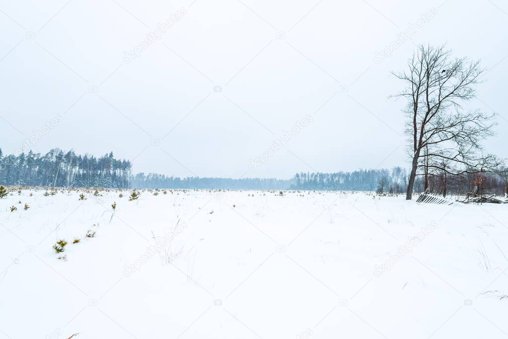 Winter landscape in the style of minimalism. A lonely tree and a littered wooden fence