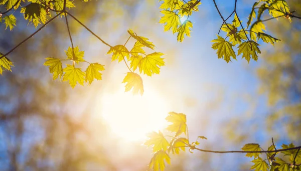 Jarní Pozadí Čerstvé Javorové Listy Pozadí Slunce Čerstvé Zelené Listy — Stock fotografie