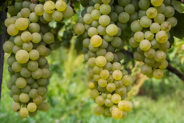 Racimos de uvas en un viñedo italiano — Foto de Stock