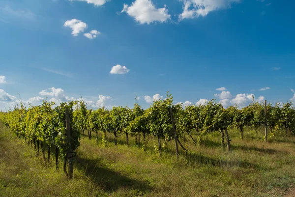 Italian vineyard — Stock Photo, Image