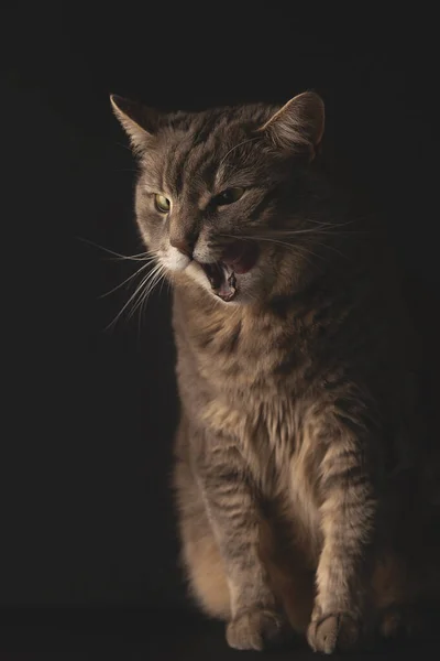 Den grå katten gäspar lustigt. Studio foto på svart bakgrund — Stockfoto