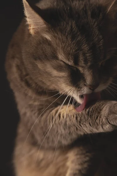 Domestic cat is cute washing and licking paw