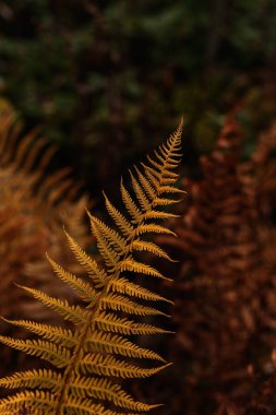 Ormanda sarı eğreltiotu yaprakları ile doğal sonbahar arka planı