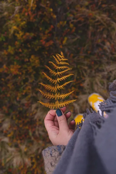 Natuurlijke herfst achtergrond met gele varen bladeren in vrouwelijke hand — Stockfoto