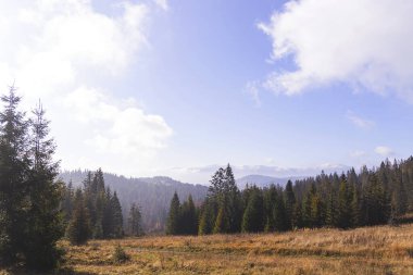 Dağlarda sonbahar arkaplanı. Tepeler sarı ağaçlar ve köknar ile kaplı.