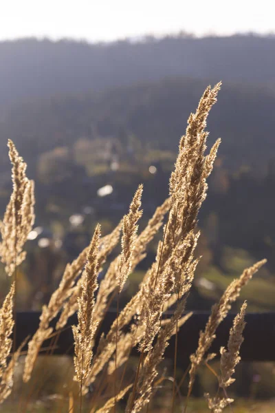 Pampas erba sullo sfondo della luce del sole in montagna — Foto Stock