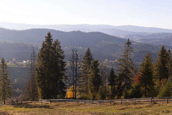 Herfst achtergrond in de bergen. Heuvels bedekt met gele bomen en sparren — Stockfoto