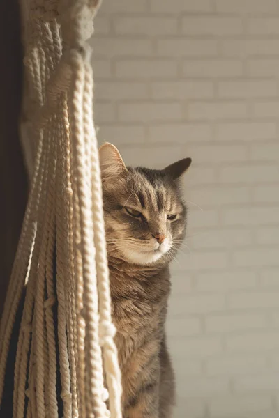 Een pluizige grijze huiskat hurkt in de zon — Stockfoto