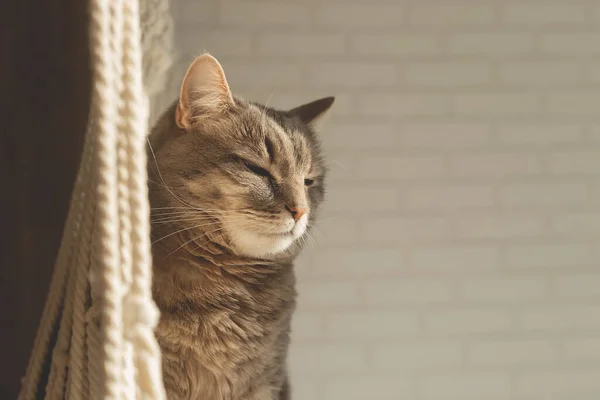 Een pluizige grijze huiskat hurkt in de zon — Stockfoto