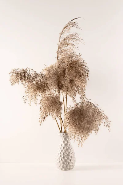 Csokor pampa gyógynövények egy szürke texturált váza fehér alapon — Stock Fotó