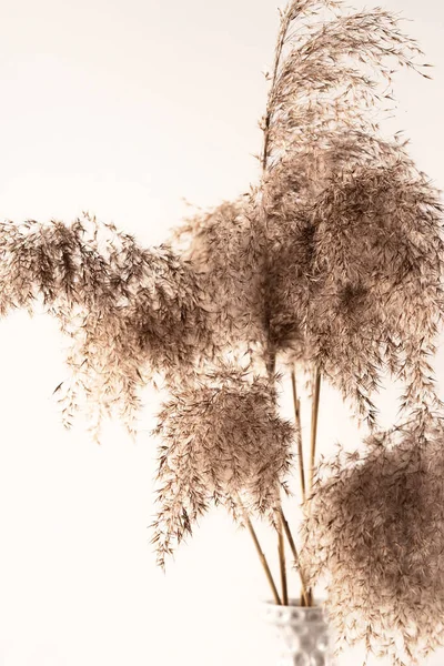 Buquê de ervas pampas em um vaso texturizado cinza em um fundo branco — Fotografia de Stock