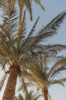 Mavi gökyüzüne karşı tropikal palmiyelerin yeşil dalları. Yaz tatilinde doğal geçmiş ve seyahat yaşam tarzı