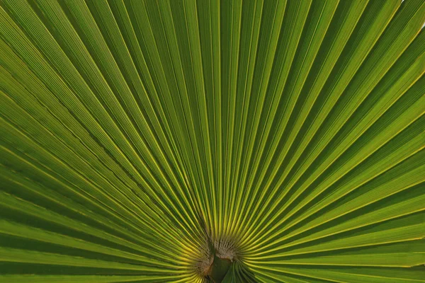 Sfondo Naturale Foglia Palma Verde Con Linee Vena Vicino — Foto Stock