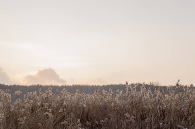 Göl kenarındaki çimlerle kaplı kış manzarası Pembe gökyüzüne karşı