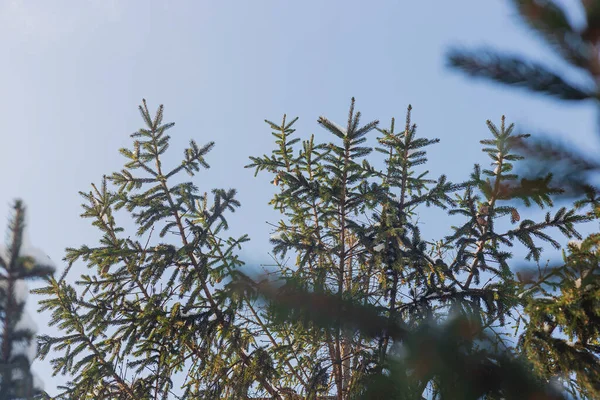 하늘을 향한 크리스마스 트리의 푸른 눈덮인 가지. — 스톡 사진