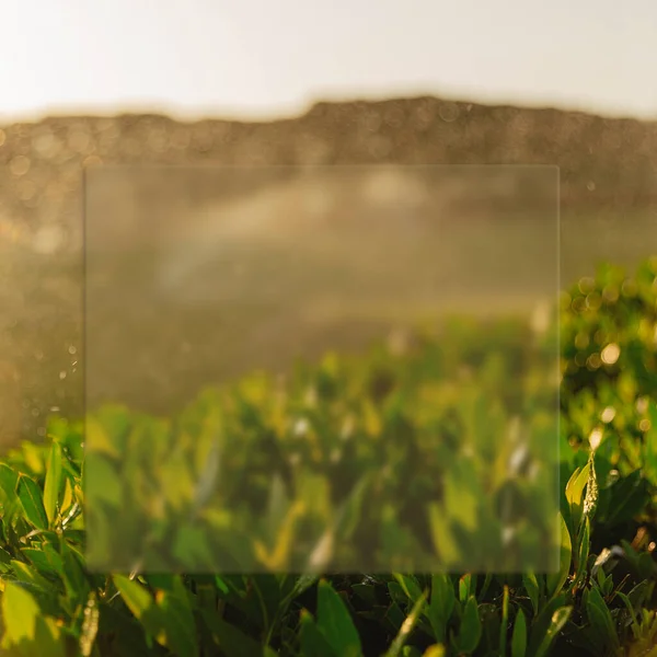 Fondo primavera con erba fresca e carta glassmorfismo — Foto Stock
