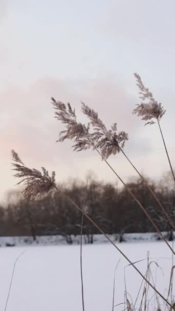 Paesaggio invernale con erba pampass vicino al lago contro cielo nuvoloso — Video Stock