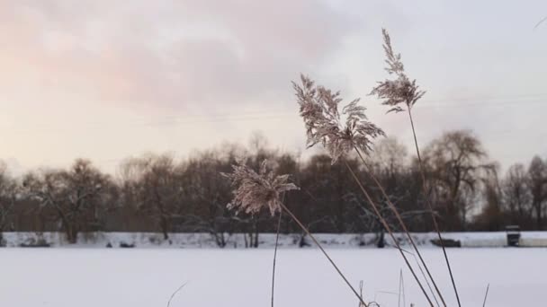 Paesaggio invernale con erba pampass vicino al lago contro cielo nuvoloso — Video Stock