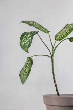 Dieffenbachia gri arka planda bir tencerede. Minimalist iç kısımda yeşil yapraklar
