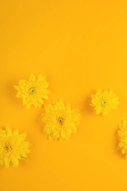 Sarı arka plan, parlak sarı arka planda kasımpatı çiçekleri. Kopyalama alanı olan üst görünüm düzeni. 