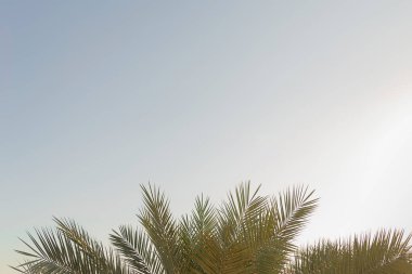 Mavi gökyüzüne karşı tropikal palmiyelerin yeşil dalları. Yaz tatilinde doğal geçmiş ve seyahat yaşam tarzı.