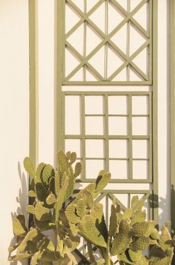 Mimari yaşam tarzı seyahat fotoğrafçılığı trans kaktüsüyle