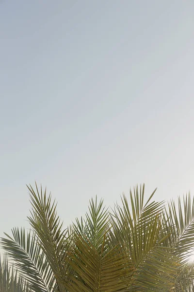 Zöld ágak a trópusi tenyerekből a kék ég ellen. Természetes háttér és utazási életmód a nyári vakációban. — Stock Fotó