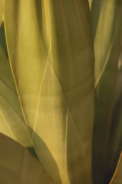 La consistenza di una grande foglia di cactus. Fondo naturale di foglie giallo-verdi — Foto Stock