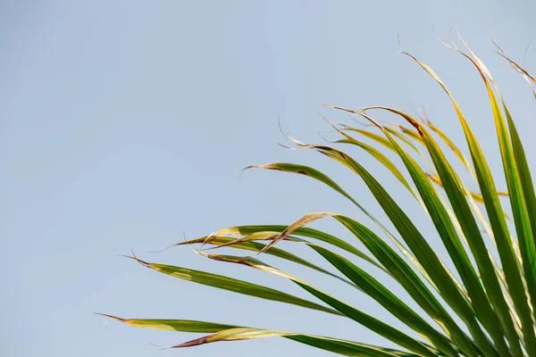 Groene takken van tropische palmen tegen een blauwe lucht. Natuurlijke achtergrond — Stockfoto