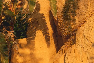 Sarı kayalara karşı tropik palmiyelerin yeşil dalları ve gölgeleri.