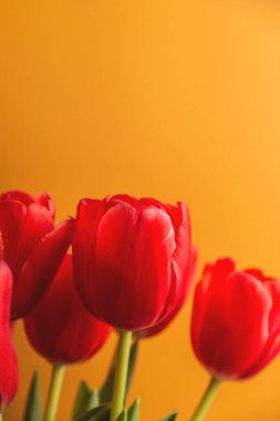 Sarı arkaplanda kırmızı laleler. Bahar mevsimi çiçekleri. Tatil sembolü.