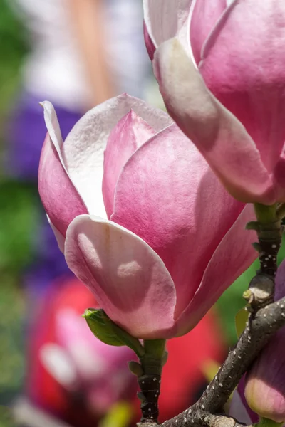 Fiori di magnolia rosa — Foto Stock