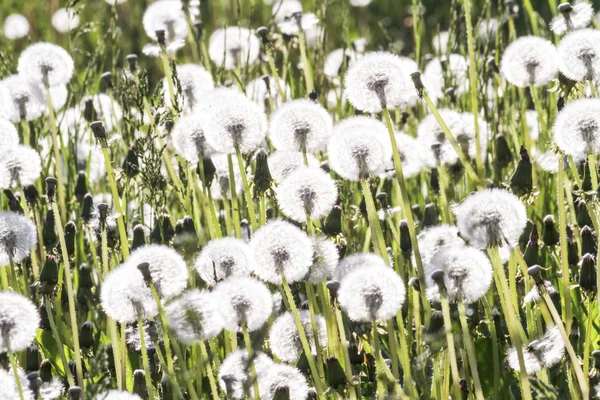 Flores de diente de león blanco en un campo — Foto de Stock