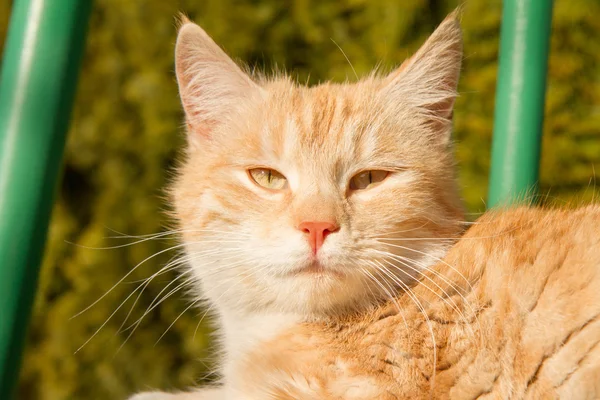 Un gatto rosso — Foto Stock