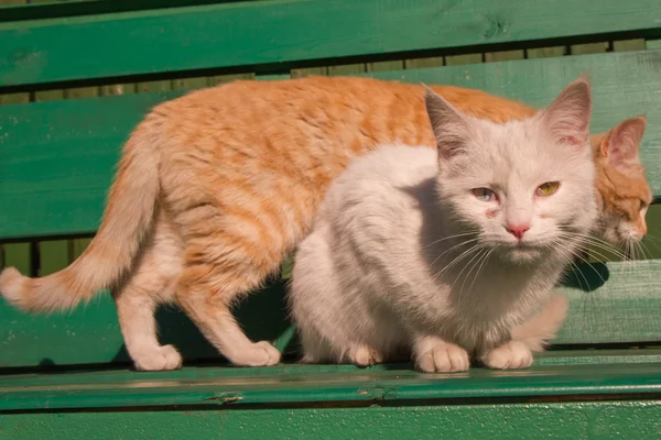 Dois gatos em um banco — Fotografia de Stock