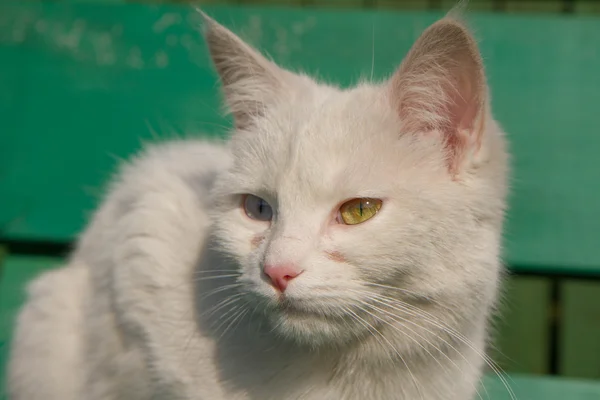 Un gatto bianco — Foto Stock