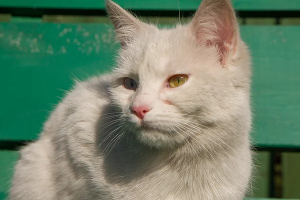 Un gatto bianco — Foto Stock