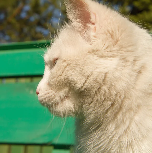 Un gato blanco — Foto de Stock