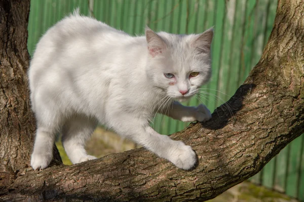 Un gato blanco — Foto de Stock