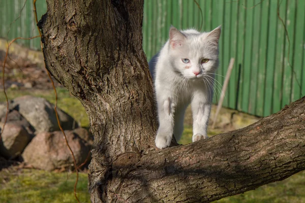 Um gato branco — Fotografia de Stock