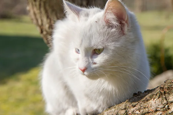 Um gato branco — Fotografia de Stock