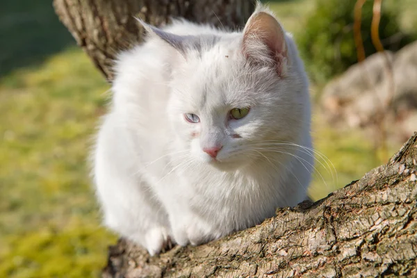 Egy fehér macska — Stock Fotó