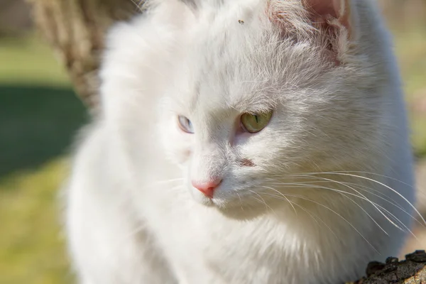 Gatto Bianco Albero — Foto Stock