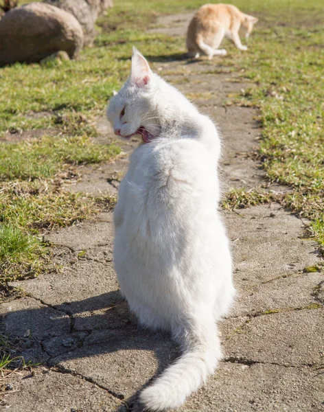 Chat Blanc Nettoyer Fourrure — Photo