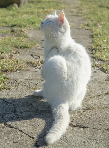 Gato Branco Arranhando — Fotografia de Stock